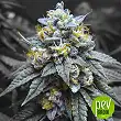 Kosher Kush - Reserva Privada Kosher Kush - Reserva Privada