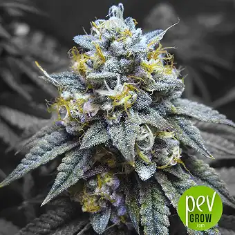 Kosher Kush - Reserva Privada