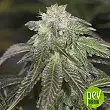 OG Kush - Reserva Privada OG Kush - Reserva Privada
