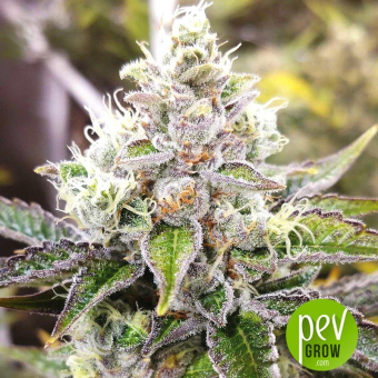 Sour Kush