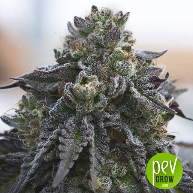 Black Valley - Ripper Seeds