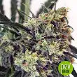 Criminal - Ripper Seeds