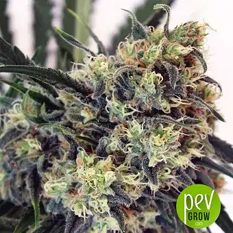 Criminal - Ripper Seeds