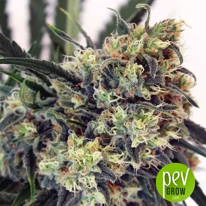 Criminal - Ripper Seeds