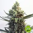 Toxic - Ripper Seeds