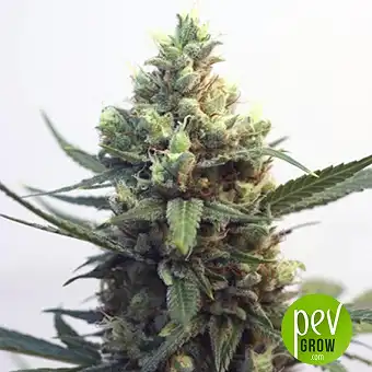 Toxic - Ripper Seeds