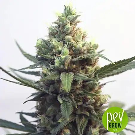 Toxic - Ripper Seeds