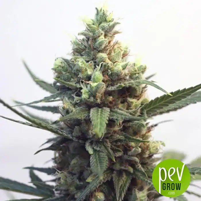 Toxic - Ripper Seeds