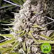 Double Bubbleberry - Sagarmatha Seeds Double Bubbleberry - Sagarmatha Seeds
