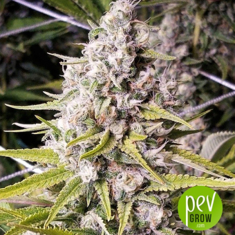 Double Bubbleberry - Sagarmatha Seeds