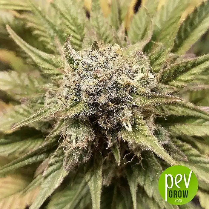 Magnolian Indica Regular - Sagarmatha Seeds