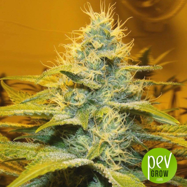 Peak 19 - Sagarmatha Seeds