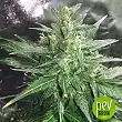 Thunder Bloody Mary (Automatic Line) - Samsara Seeds Thunder Bloody Mary (Automatic Line) - Samsara Seeds