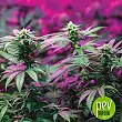 Ultraviolet (Automatic Line) - Samsara Seeds Ultraviolet (Automatic Line) - Samsara Seeds
