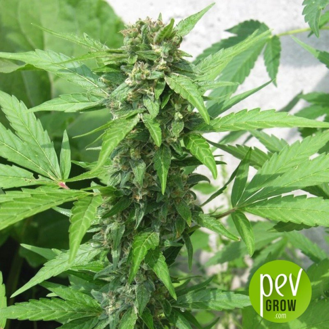 Easy Ryder - Seedsman