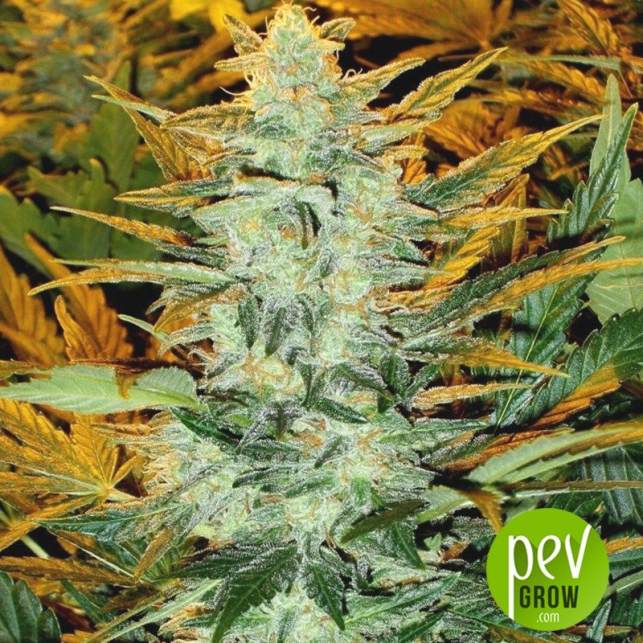 Lowryder 2 - Seedsman