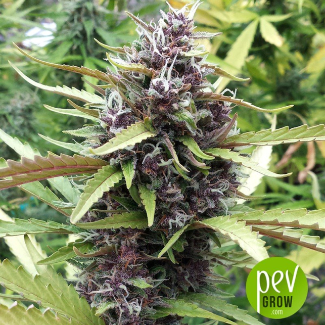 Purple Ryder - Seedsman