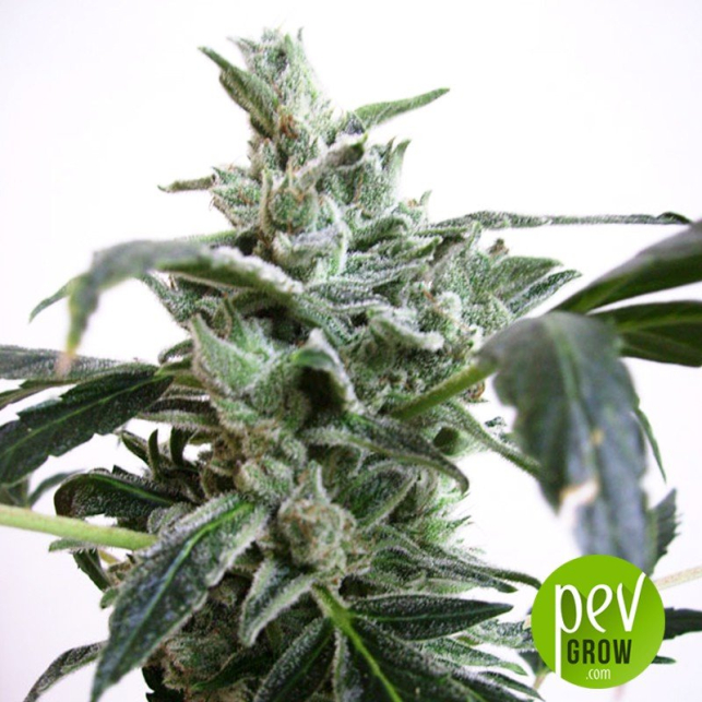 Auto Blue Himalaya - Short Stuff Seeds