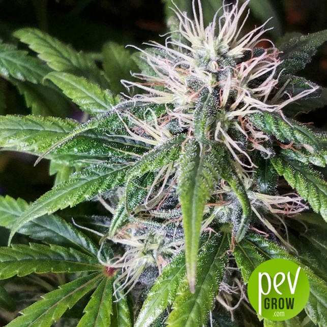 Auto MI5 - Short Stuff Seeds