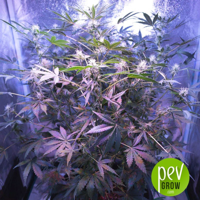 Himalaya Blue Diesel - Short Stuff Seeds