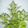Amnesia Haze - Soma Seeds