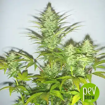 Amnesia Haze - Soma Seeds