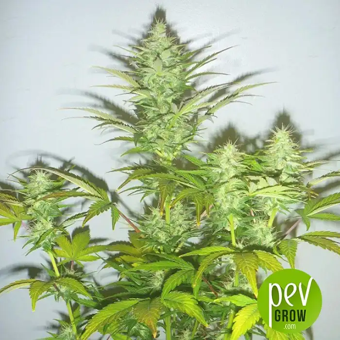 Amnesia Haze - Soma Seeds