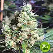NYC Diesel - Soma Seeds