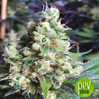 NYC Diesel - Soma Seeds