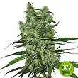 Somango - Soma Seeds