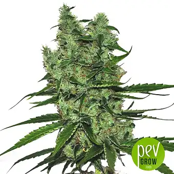 Somango - Soma Seeds