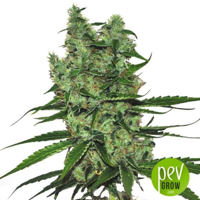 Somango - Soma Seeds