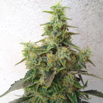 G13-NYC Diesel - Soma Seeds