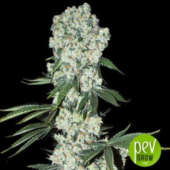 7th Wave - Super Strains