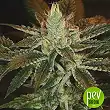 MK Ultra - TH Seeds