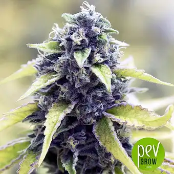 Black Water - The Cali Connection