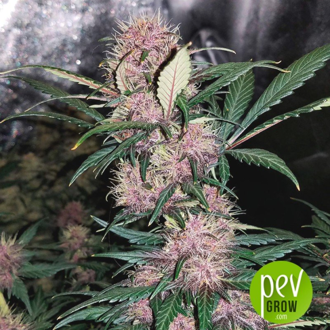 Red Skunk Auto
