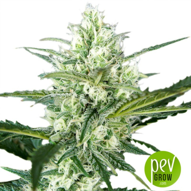 Hielo - Venus Genetics