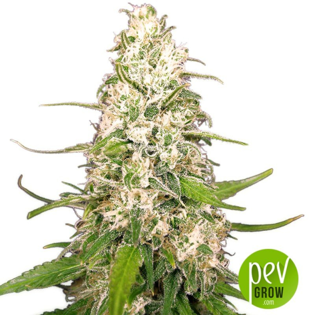 Jack Attack - Venus Genetics