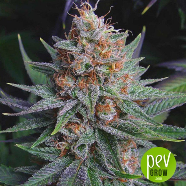 Lavender - Venus Genetics