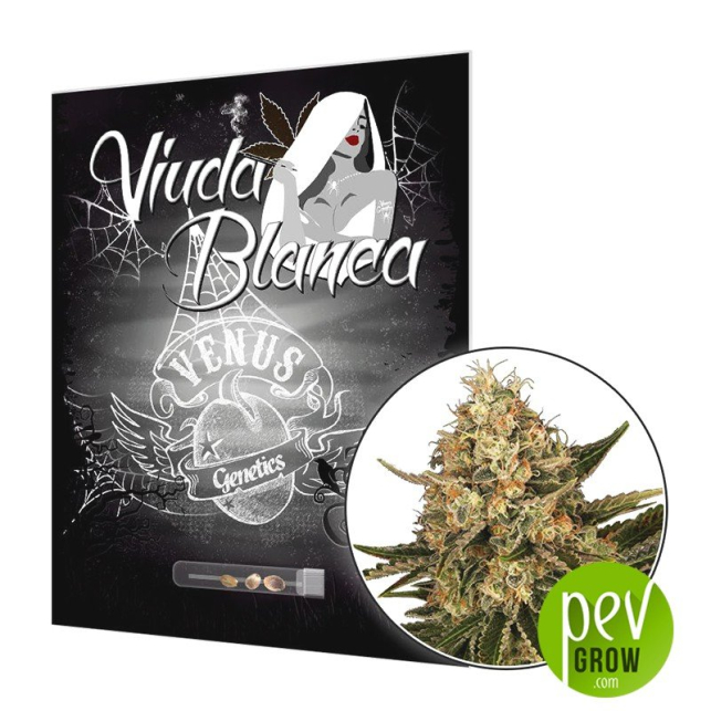 Viuda Blanca - Venus Genetics