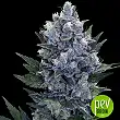 Auto Northern Lights XXL - 00 seeds Auto Northern Lights XXL - 00 seeds
