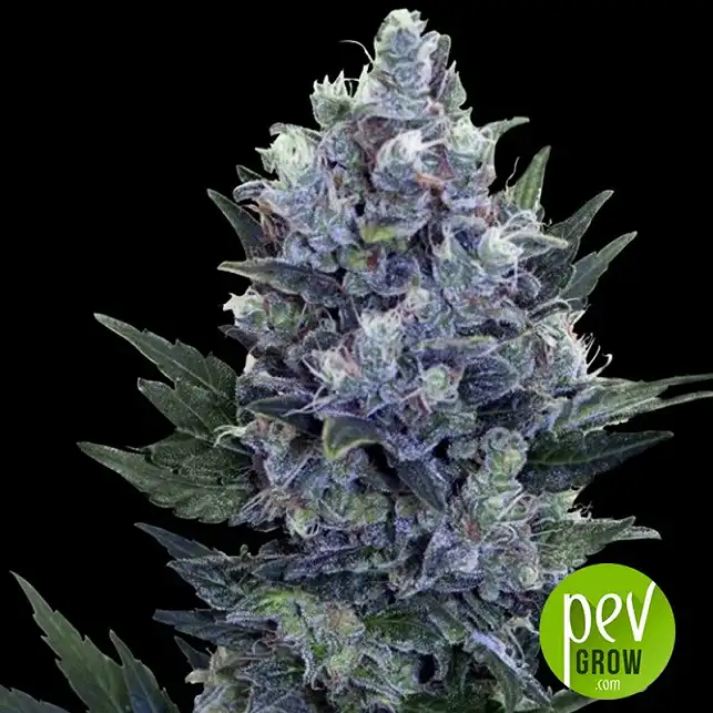 Auto Northern Lights XXL - 00 seeds