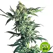 Auto Northern Lights XXL planta - 00 Seeds Auto Northern Lights XXL planta - 00 Seeds