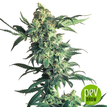 Auto Northern Lights XXL planta - 00 Seeds
