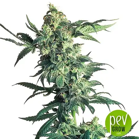 Auto Northern Lights XXL planta - 00 Seeds