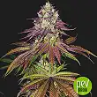 Mimosa Evo - Barney's Farm