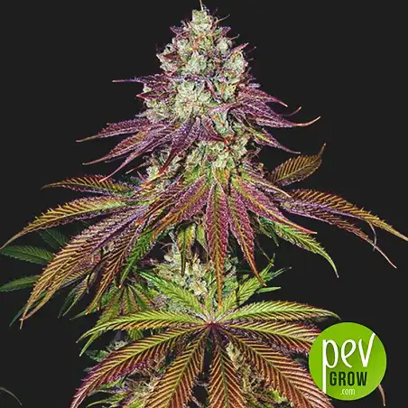 Mimosa Evo - Barney's Farm