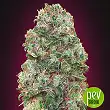 Bubble Gum Fast - 00 Seeds