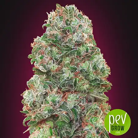 Bubble Gum Fast - 00 Seeds